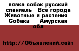 вязка собак русский спаниель - Все города Животные и растения » Собаки   . Амурская обл.